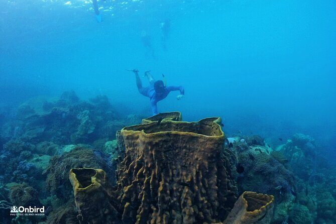 OnBird - PRIVATE ADVENTURE SNORKELING - explore Half-moon reef & Coral Mountain - Final Thoughts: Is It Worth It?