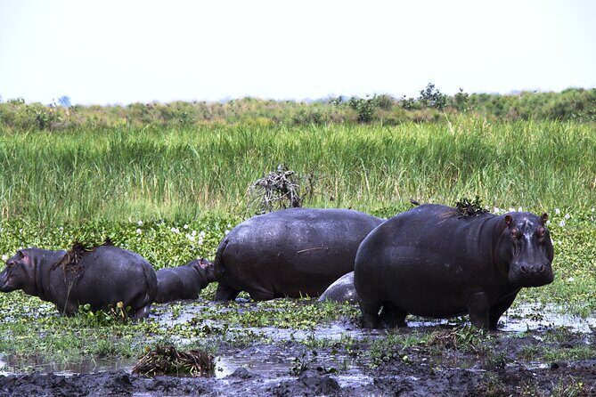 One-day Akagera National Park Game Drive with a Choice 4x4 - The Sum Up