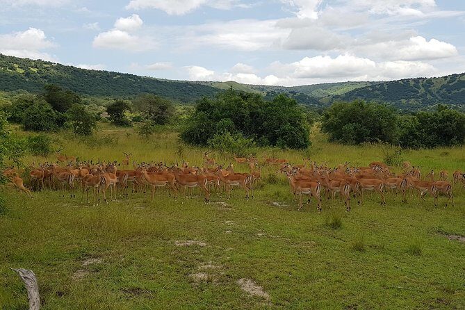 One-day Akagera National Park Game Drive with a Choice 4x4 - FAQ