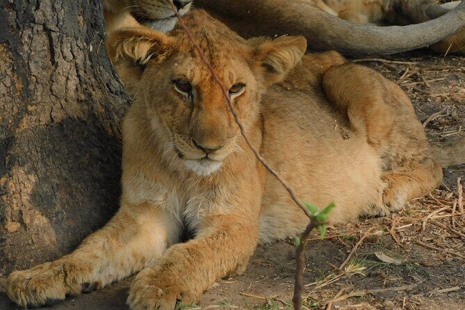 One Day Akagera Safari From Kigali - An Overview of the Akagera Safari Experience