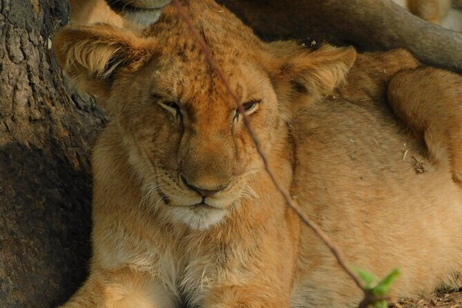One Day Akagera Safari From Kigali - Who Should Consider This Safari?