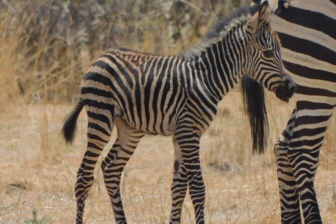 One Day Akagera Safari From Kigali - The Sum Up: Is the One Day Akagera Safari Worth It?