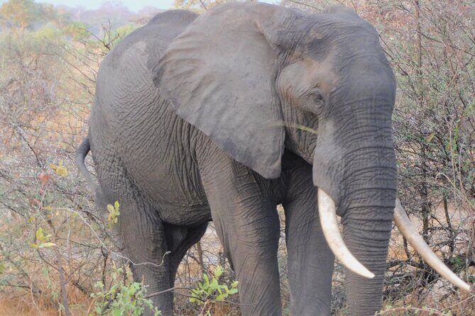 One Day Akagera Safari From Kigali - FAQ