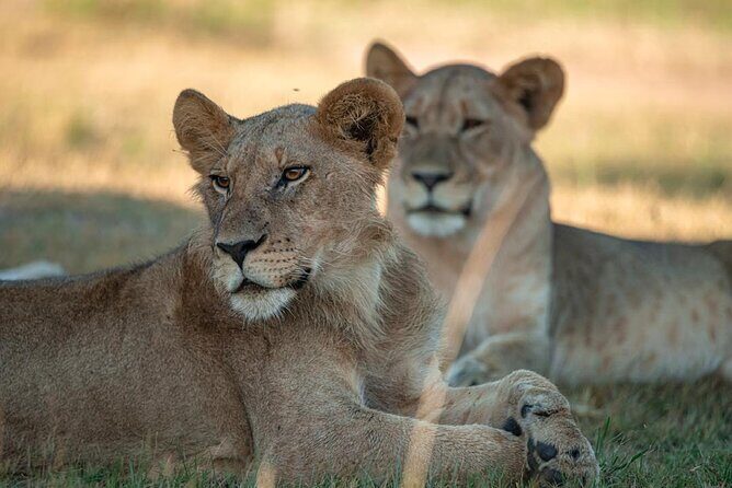 One Day Akagera Wildlife Safari - Key Points