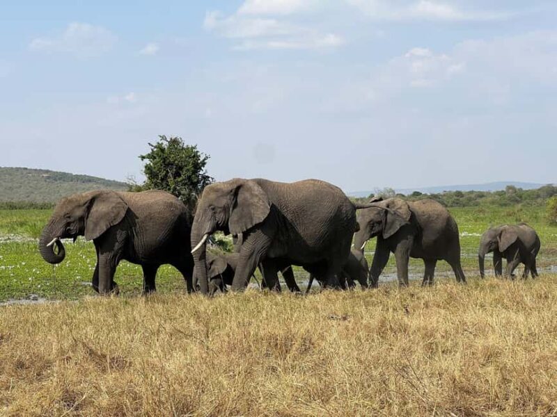 One Day Akagera Wildlife Safari - Key Points