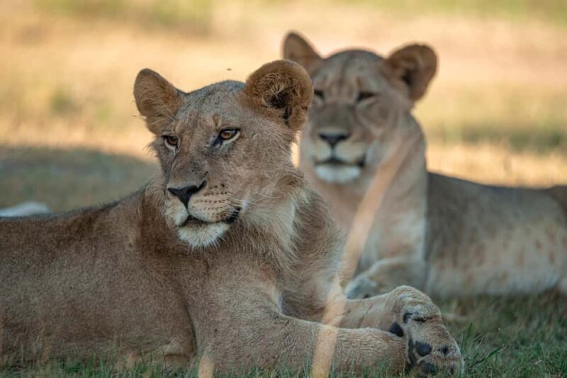 One Day Akagera Wildlife Safari - An In-Depth Look at What to Expect