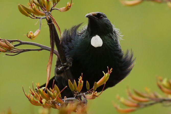 One Day Birding Adventure - Why This Tour Offers Great Value