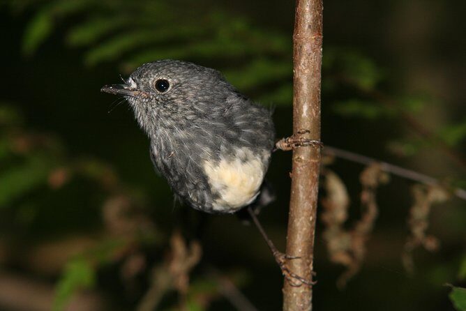 One Day Birding Adventure - Authentic Perspectives from Past Participants