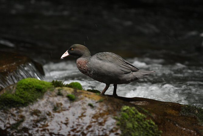 One Day Birding Adventure - Who Will Love This Tour?