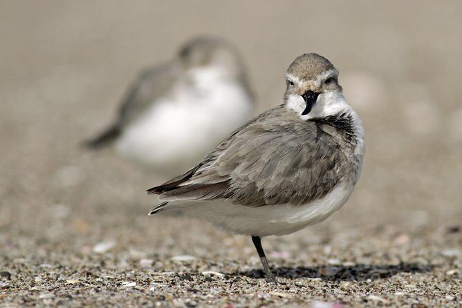 One Day Birding Adventure - Final Thoughts