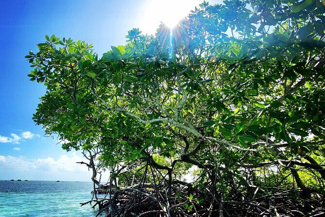 One-day boat trip to the lagoon of Guadeloupe - Key Points