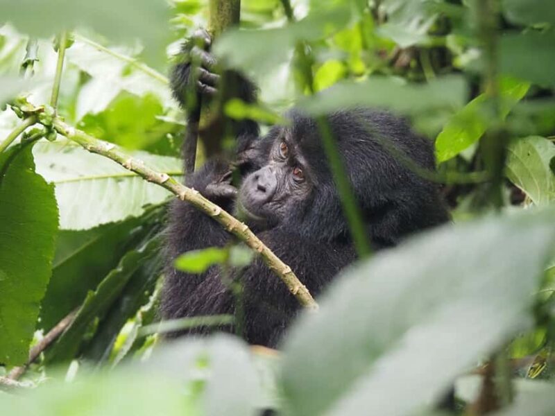 One Day Bwindi Impenetrable Forest Gorilla Trek Tour - Key Points