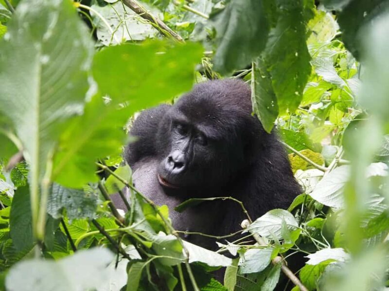 One Day Bwindi Impenetrable Forest Gorilla Trek Tour - An In-Depth Look at the Tour