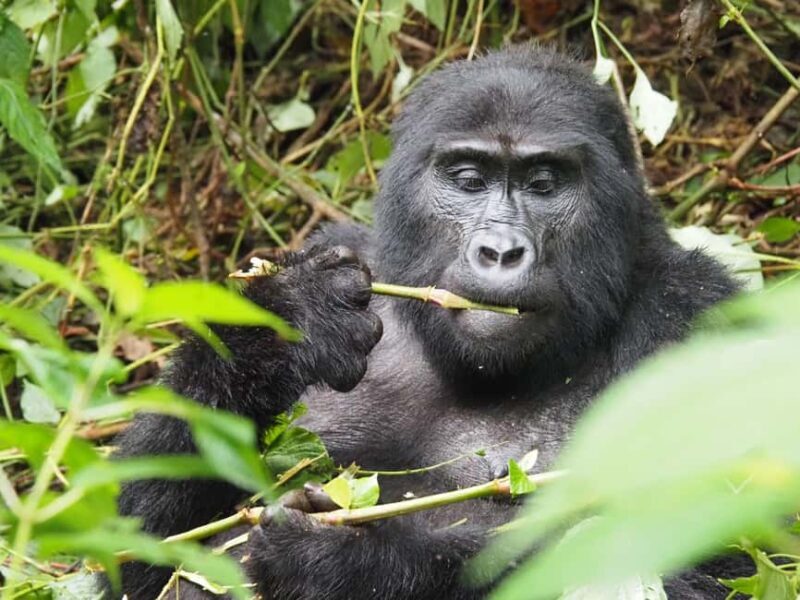One Day Bwindi Impenetrable Forest Gorilla Trek Tour - The Value of the Experience