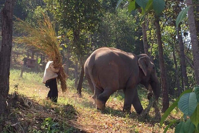 One day Elephants in Nature Experience & Grand Canyon Jumping - Introducing the Elephant Care & Grand Canyon Jumping Tour