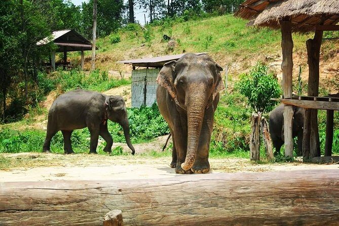 One day Elephants in Nature Experience & Grand Canyon Jumping - Final Thoughts: Who Is This Tour Best For?