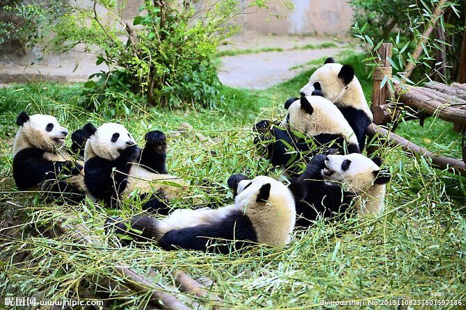 One Day Giant Panda Leisure Private Tour in Chengdu - An In-Depth Look at the Tour Itinerary