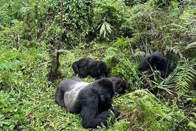 One Day Gorilla Trekking Rwanda & Iby'iwacu Cultural Village - Introduction: A Well-Rounded Day in Rwanda