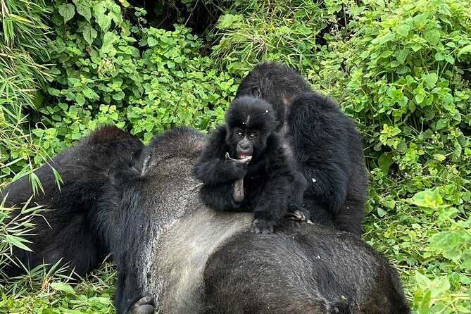 One Day Gorilla Trekking Rwanda & Iby'iwacu Cultural Village - What’s Included and What to Expect