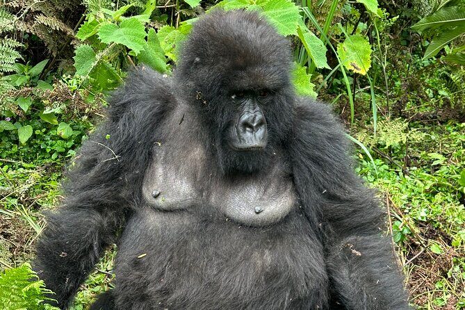 One Day Gorilla Trekking Rwanda & Iby'iwacu Cultural Village - Final Thoughts: Who Will This Tour Suit?