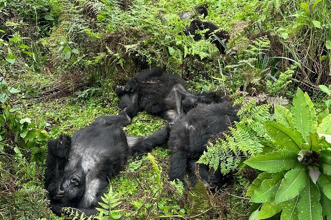 One Day Gorilla Trekking Rwanda & Iby'iwacu Cultural Village - FAQ Section