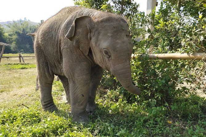 One Day Hiking and Elephant experience by Chiang Mai Elephant Home - An In-Depth Look at the Day