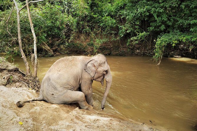 One Day Hiking and Elephant experience by Chiang Mai Elephant Home - FAQs
