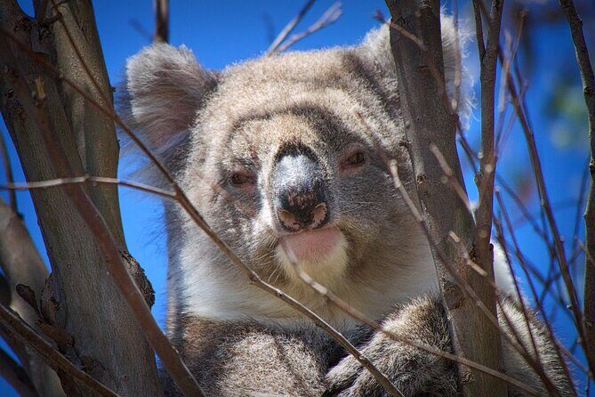 One Day Kangaroo Island Highlights Tour - FAQs