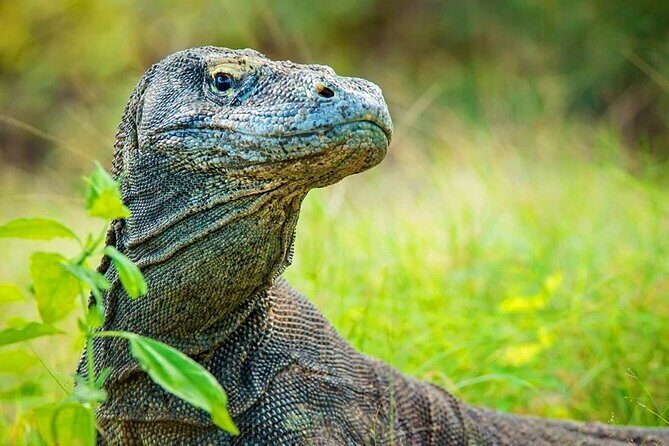 One Day Komodo Tour & Snorkeling by Speedboat - FAQs