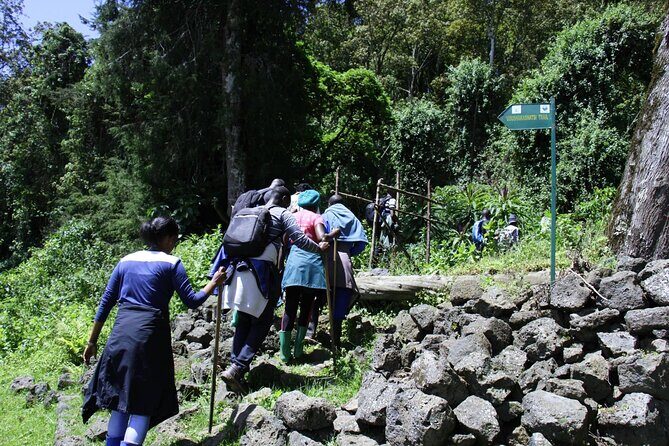 One Day Mt Bisoke Hike Adventure in Volcanoes Park ( 2 Pax Min) - The Experience: What You Can Expect