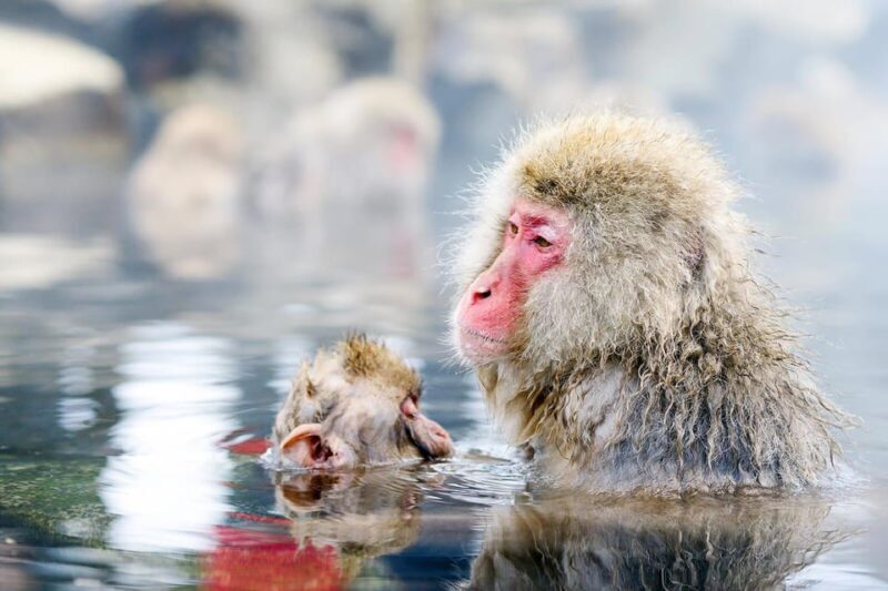 One Day Private Sightseeing tour to Snow Monkey Zenkoji Temp - The Experience in Detail