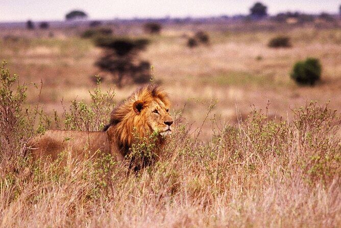 One-Day Safari Tour from Zanzibar with Lunch and Pick Up - What to Expect: A Detailed Look at the Itinerary