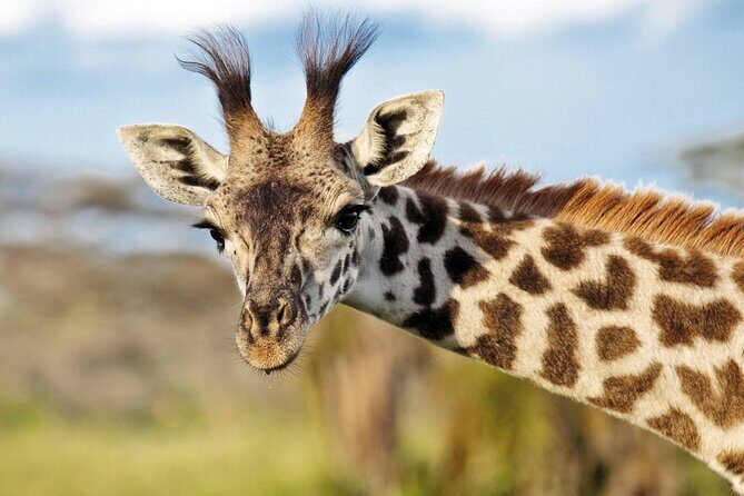 One-Day Safari Tour from Zanzibar with Lunch and Pick Up - FAQ