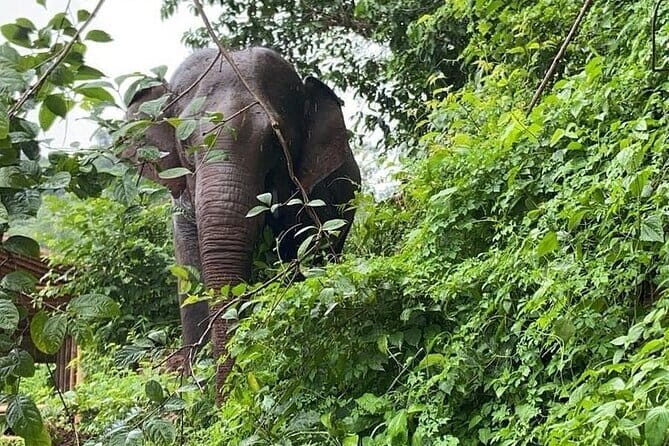 One Day Sticky Waterfall, White Water Rafting,Elephants Sanctuary - FAQs