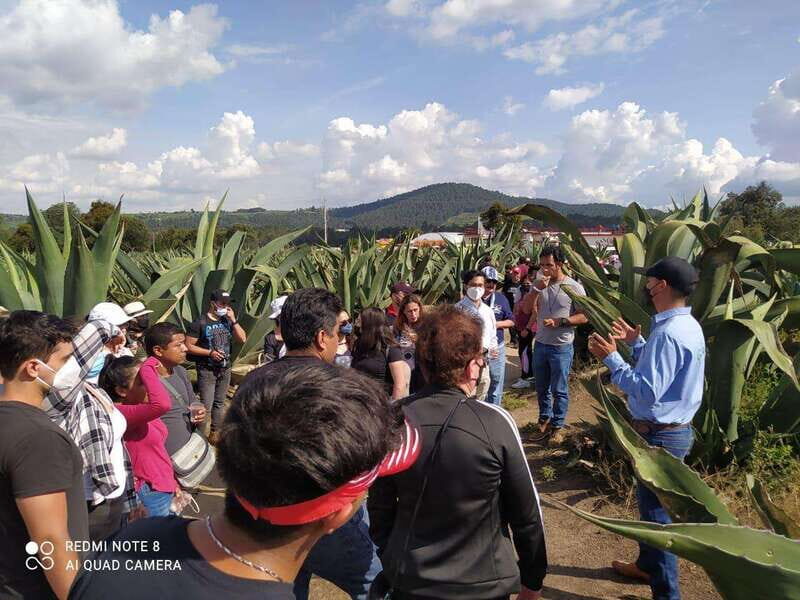 One day tour from Mexico City to Firefly Sanctuary - Key Points