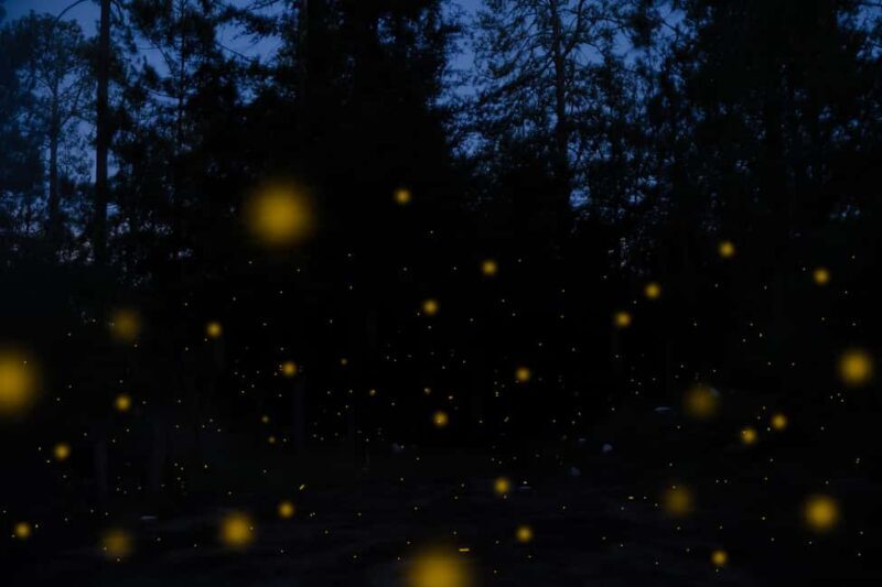 One day tour from Mexico City to Firefly Sanctuary - An In-Depth Look at the Tour