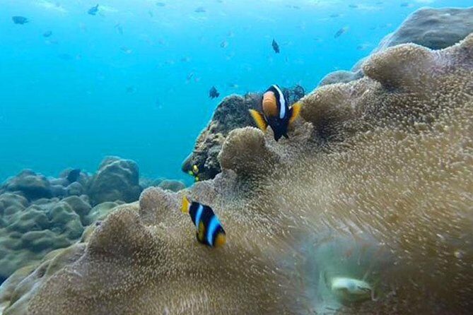 One Day Tour to Koh Rok & Koh Haa By Tin Adventure Sea Tour from Koh Lanta - What Travelers Say: Authentic Feedback