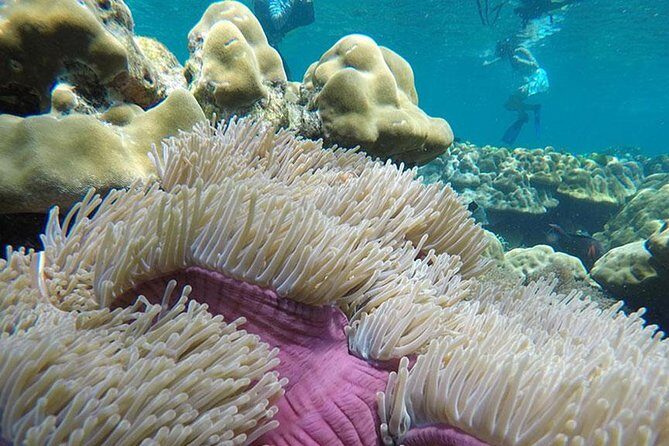 One Day Tour to Koh Rok & Koh Haa By Tin Adventure Sea Tour from Koh Lanta - Final Thoughts