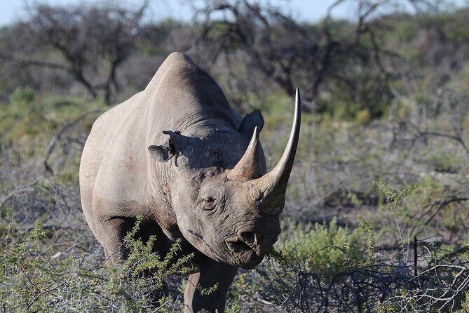 One Day Tour to Maasai Mara Game reserve from Nairobi - Who Should Consider This Tour?