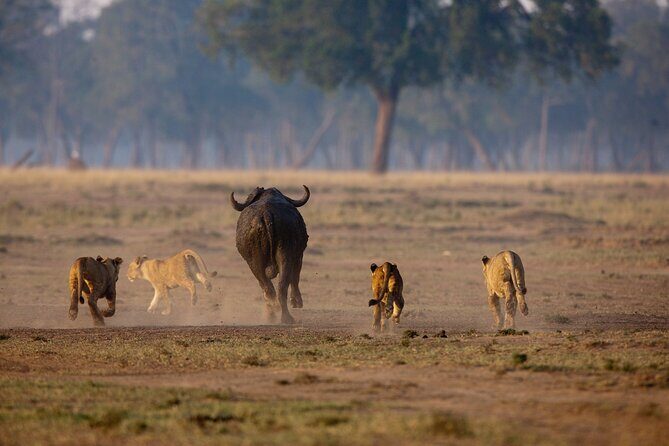 One Day Tour to Maasai Mara Game reserve from Nairobi - The Sum Up