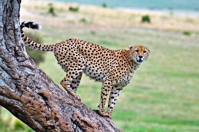 One Day Tour to Maasai Mara Game reserve from Nairobi - FAQ