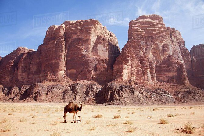 One Day Tour Wadi Rum - An Introduction to Wadi Rum’s Wonder
