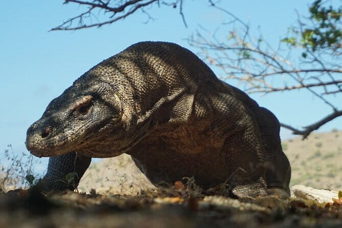 One Day Tours Komodo - Padar Island - Key Points