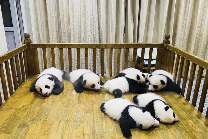 One Day Trip to Chengdu Panda Base and Leshan Buddha Tour - Key Points