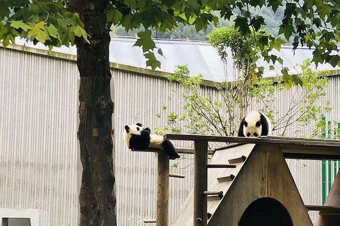 One Day Trip to Chengdu Panda Base and Leshan Buddha Tour - What’s Included