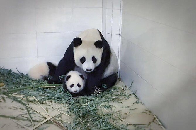 One Day Trip to Chengdu Panda Base and Leshan Buddha Tour - Travel Experience & Practical Details