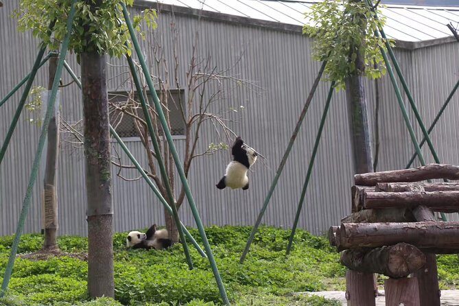 One Day Trip to Chengdu Panda Base and Leshan Buddha Tour - Potential Downsides