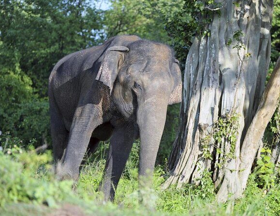 One Day Udawalawe Safari from Galle/Mirissa/Unawatuna/Hikkaduwa - Key Points