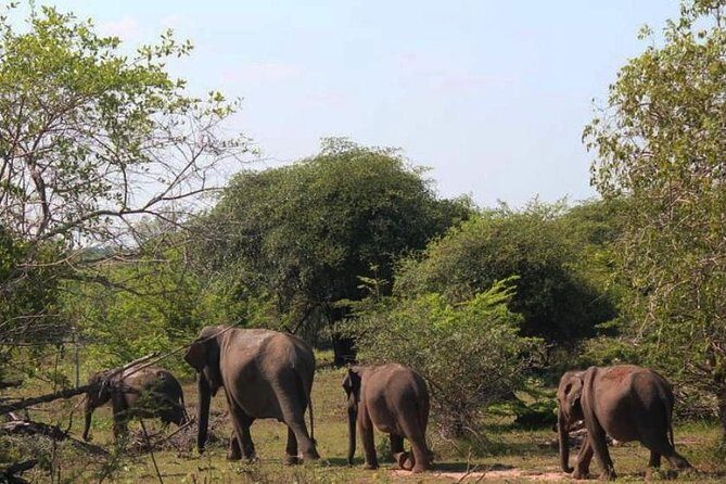 One Day Udawalawe Safari from Galle/Mirissa/Unawatuna/Hikkaduwa - In-Depth Look at the Udawalawe Safari Experience