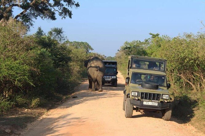 One Day Udawalawe Safari from Galle/Mirissa/Unawatuna/Hikkaduwa - Analyzing the Cost and Overall Value